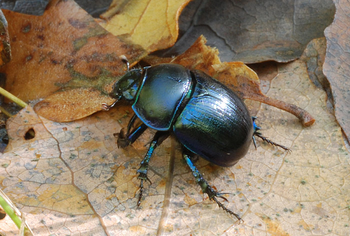 tenebrionide? No, Anoplotrupes stercorosus